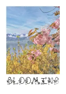 Cover of Blooming